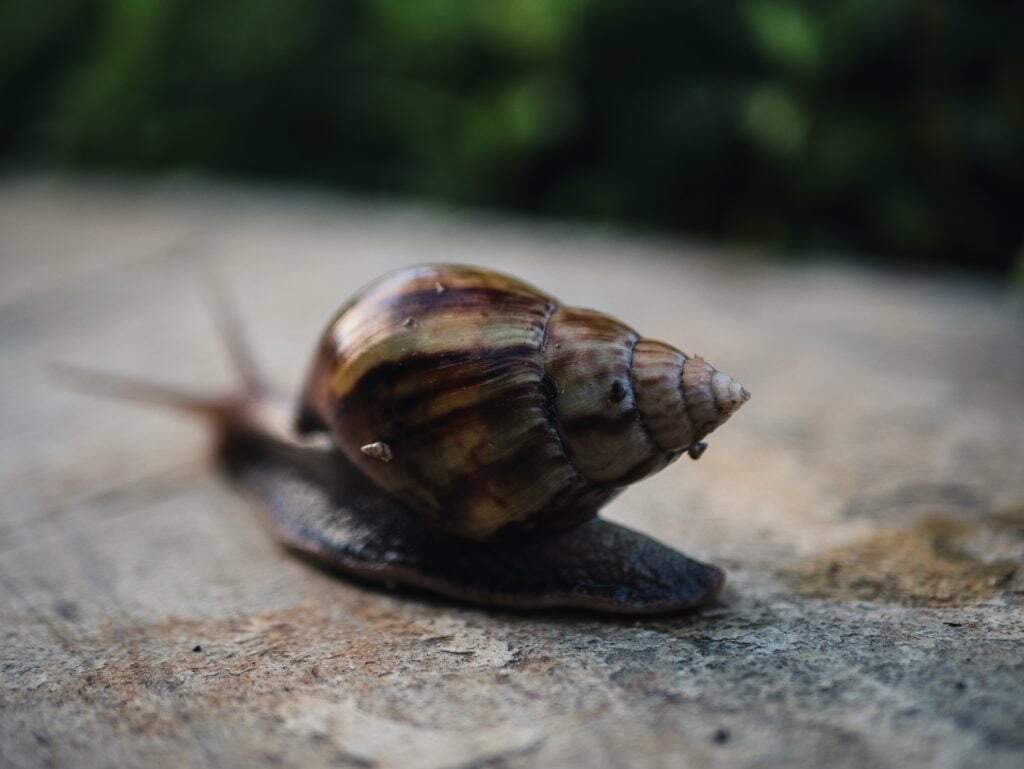 brown snail